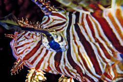 Lionfish by Tom Meyer 